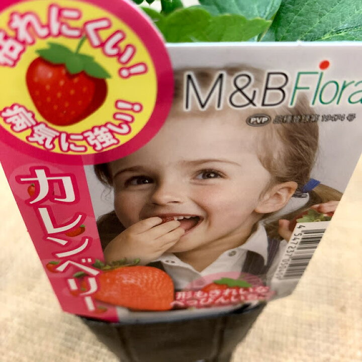 楽天市場 イチゴ苗 カレンベリー 9センチポット 1苗枯れにくい病気に強い 他品種と取り合わせ10苗まで同一送料 いちご苗 栽培 5 6月収穫 家庭菜園 プランター栽培 荒川種苗 楽天市場店