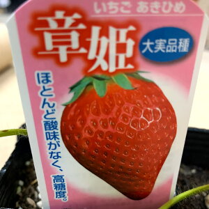 イチゴ 苗の人気商品 通販 価格比較 価格 Com
