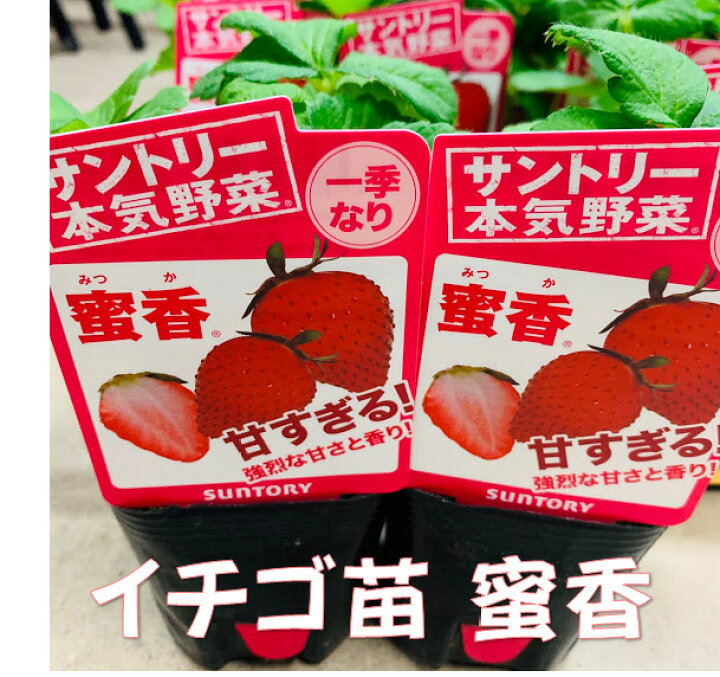 楽天市場 9月末頃 発送予定イチゴ苗 蜜香 9センチポット 1苗 みつか サントリーフラワーズ本気野菜イチゴ苗 10 11月植え ５ 6月収穫 いちご 荒川種苗 楽天市場店