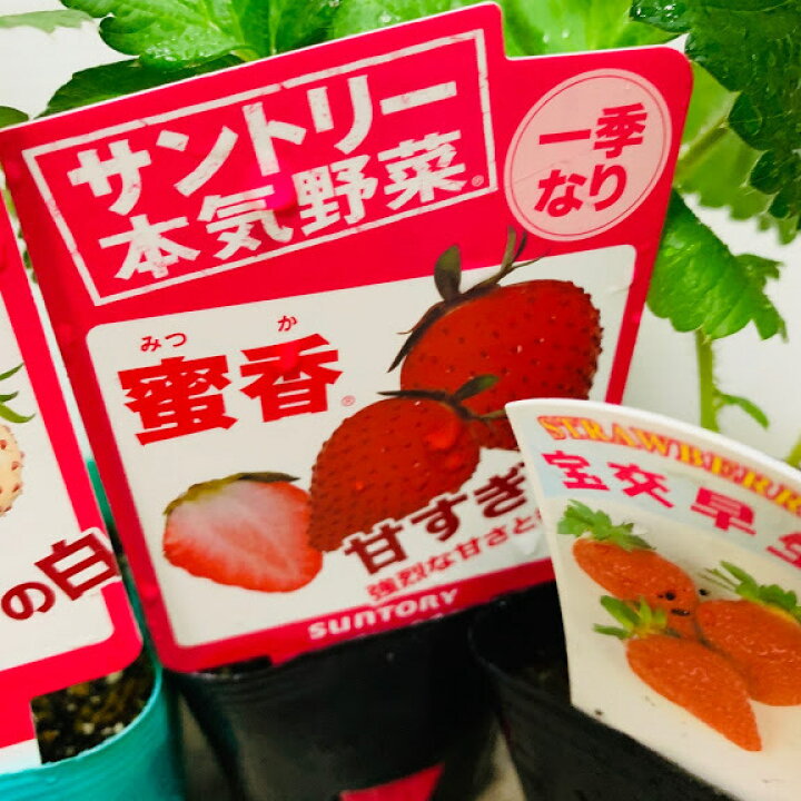 楽天市場 9 末頃 10 中旬発送予定 イチゴ苗 食べ比べフルセット 6品種各1苗 9センチポット 四季成 一季成 白イチゴ 家庭菜園向き品種を揃えました 秋植え野菜苗 5 6月収穫 10月収穫 宝交早生 らくなり 蜜香 エンジェルエイト ドルチェベリー よつぼし 荒川種苗 楽天市場店 楽天市場 9 末頃 10 中旬発送予定 イチゴ苗 食べ比べフルセット 6品種各1苗 9センチポット 四季成 一季成 白イチゴ 家庭菜園向き品種を揃えました 秋植え野菜苗 5 6月収穫 10月収穫 宝交早生 らくなり 蜜香 エンジェルエイト ドルチェベリー よつぼし 荒川種苗 楽天市場店