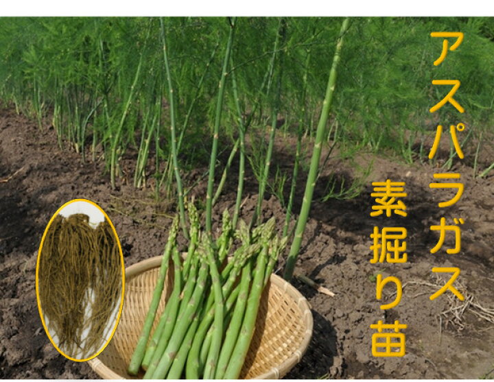 楽天市場 10月末 発送 アスパラガス 1年生苗 根株 10株セット 品種名グリーンタワー 茨城県産 翌々年の春から収穫を 一度植えれば10年間ほど収穫ができるといわれる多年生野菜 Sサイズ 荒川種苗 楽天市場店