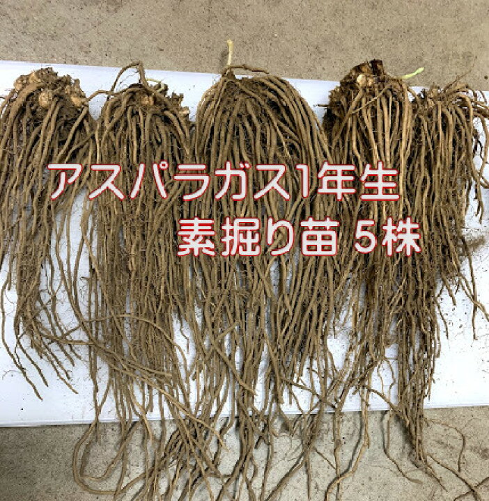 楽天市場 アスパラガス 1年生苗 根株5株セット 品種名グリーンタワー 茨城県産 翌々年の春から収穫 一度植えれば10年間ほど収穫ができるといわれる多年生野菜 Sサイズ 荒川種苗 楽天市場店