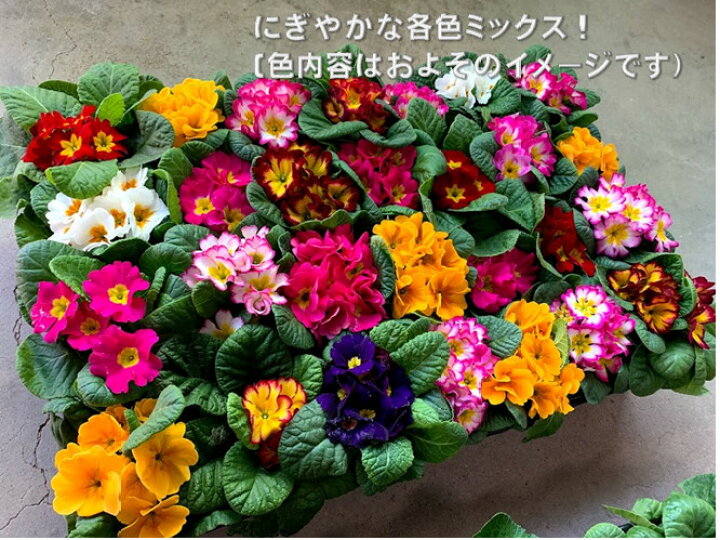 楽天市場 プリムラジュリアン 花付き苗28入セット 9センチポット 色は店舗おまかせ 11月花苗 寒さに強い 秋 春まで開花 プランター 鉢植え 秋冬定番草花 ご注文後のお手配となります 荒川種苗 楽天市場店 楽天市場 プリムラジュリアン 花付き苗28入セット 9センチポット 色は店舗おまかせ 11月花苗 寒さに強い 秋 春まで開花 プランター 鉢植え 秋冬定番草花 ご注文後のお手配となります 荒川種苗 楽天市場店