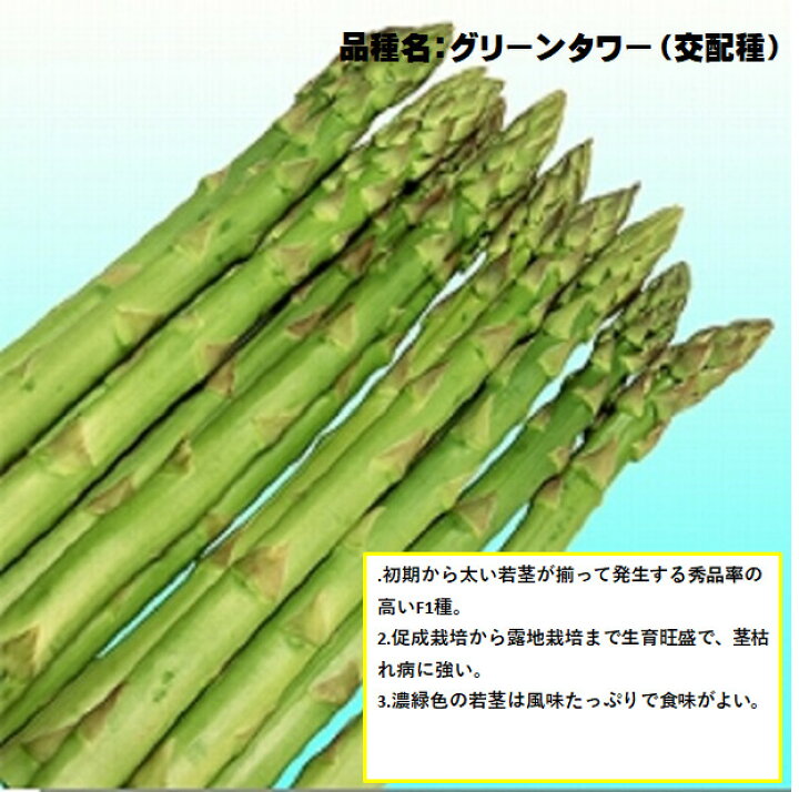 楽天市場 10月末 発送 アスパラガス 1年生苗 根株 10株セット 品種名グリーンタワー 茨城県産 翌々年の春から収穫を 一度植えれば10年間ほど収穫ができるといわれる多年生野菜 Sサイズ 荒川種苗 楽天市場店