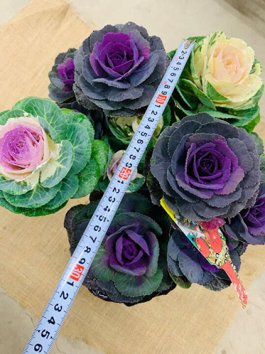 楽天市場 葉牡丹 寄せ植え 6号鉢 2年生株 踊り葉牡丹 ハボタン 苗 植え替え不要 到着後すぐ楽しめる 冬の花 正月 迎春 紅白葉牡丹 荒川種苗 楽天市場店