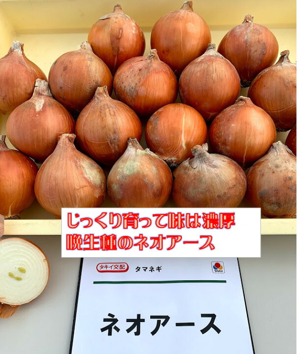 楽天市場】玉ねぎ苗 300本 晩生種 品種名ネオアース もみじ3号 : 荒川 