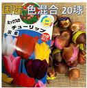 楽天市場 春キャベツの苗 9ポット1苗 品種名 春ひかり七号 春波 タキイ種苗の品種 11月植え 4 5月とり 質は柔らかめ 野菜苗 家庭菜園 荒川種苗 楽天市場店 楽天市場 春キャベツの苗 9ポット1苗 品種名 春ひかり七号 春波 タキイ種苗の品種 11月植え 4 5月とり 質は柔らかめ 野菜苗 家庭菜園 荒川種苗 楽天市場店