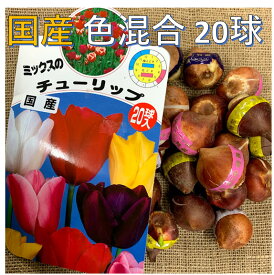 楽天市場 チューリップ 球根 新潟の通販