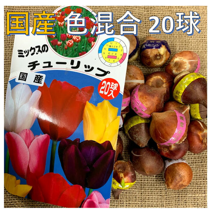楽天市場 10月より発送 チューリップ球根 送料無料 球 色 混合 国産 プランター栽培 地植え可能 育てやすい花 10 1月植え 3 4月開花 荒川種苗 楽天市場店