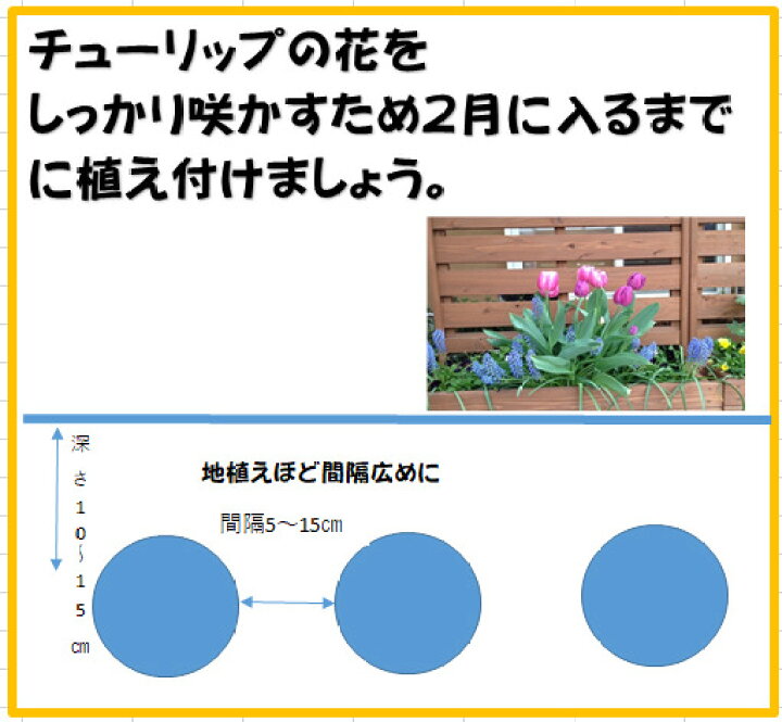 楽天市場 値引 チューリップ球根 送料無料 7球 ビリディ咲 色 混合 国産 プランター栽培 地植え可能 育てやすい花 10 1月植え 3 4月開花 荒川種苗 楽天市場店 楽天市場 値引 チューリップ球根 送料無料 7球 ビリディ咲 色 混合 国産 プランター栽培 地植え可能 育てやすい花 10 1月植え 3 4月開花 荒川種苗 楽天市場店