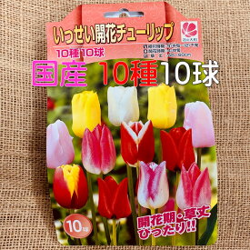 楽天市場 チューリップ 球根の通販