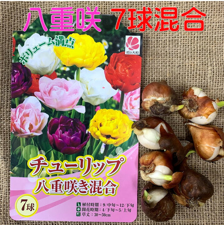 楽天市場 チューリップ球根 ７球八重咲 色 混合 富山県 ｵﾗﾝﾀﾞ プランター栽培 地植え可能 育てやすい花 10 1月植え 3 4月開花 荒川種苗 楽天市場店