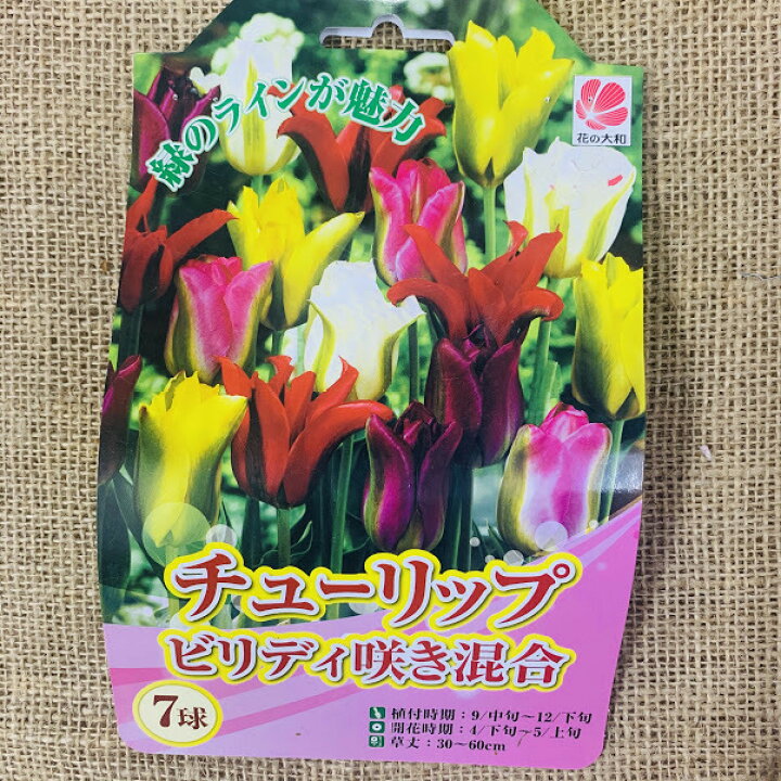 楽天市場 値引 チューリップ球根 送料無料 ７球 ビリディ咲 色 混合 国産 プランター栽培 地植え可能 育てやすい花 10 1月植え 3 4月開花 荒川種苗 楽天市場店