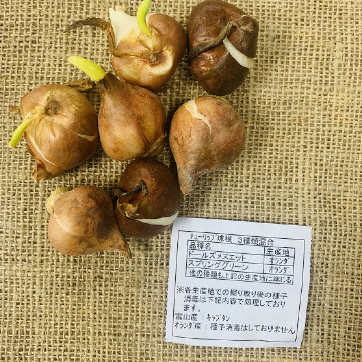 楽天市場 チューリップ球根 ７球 ビリディ咲 色 混合 プランター栽培 地植え可能 育てやすい花 10 1月植え 3 4月開花 荒川種苗 楽天市場店