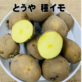 令和3年産じゃがいも種芋 とうや1 キロ 約6~12コ 味が良く近年人気 北海道産種 種馬鈴薯検査合格済 タネイモは2コ〜4コに切り分けられる大きさです。M、L
