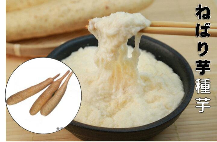 楽天市場 ねばり芋 ５本 収穫時の長さ40 50センチ 短形とろろ芋 つる性 4月植え10 11月収穫 簡易栽培資料付き 山芋 荒川種苗 楽天市場店