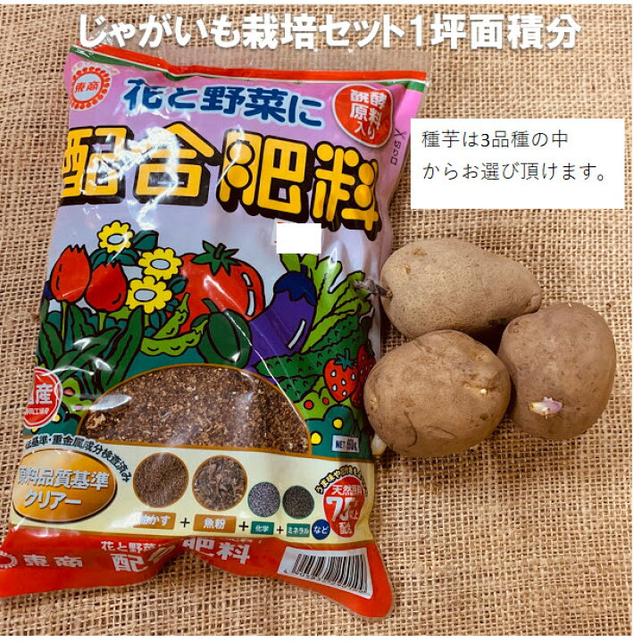 楽天市場 じゃがいも栽培セット 1坪面積分 種芋mサイズ3コ 配合肥料650g 種芋は男爵 キタアカリ メークインの中から1種類お選びください 栽培用 馬鈴薯種 荒川種苗 楽天市場店 楽天市場 じゃがいも栽培セット 1坪面積分 種芋mサイズ3コ 配合肥料650g 種芋は男爵 キタアカリ メークインの中から1種類お選びください 栽培用 馬鈴薯種 荒川種苗 楽天市場店