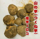 楽天市場 種子 野菜苗 タネイモ ガーデニング用品 領収書自動発行できます 荒川種苗 楽天市場店 トップページ 楽天市場 種子 野菜苗 タネイモ ガーデニング用品 領収書自動発行できます 荒川種苗 楽天市場店 トップページ