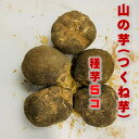 楽天市場 種子 野菜苗 タネイモ ガーデニング用品 領収書自動発行できます 荒川種苗 楽天市場店 トップページ 楽天市場 種子 野菜苗 タネイモ ガーデニング用品 領収書自動発行できます 荒川種苗 楽天市場店 トップページ