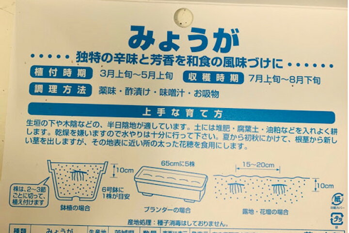 楽天市場 みょうが 球根 苗 180g入 充填時 約15苗分 3 5月植え 7 8月収穫 反日陰を好む 栽培説明付き プランター栽培可 荒川種苗 楽天市場店