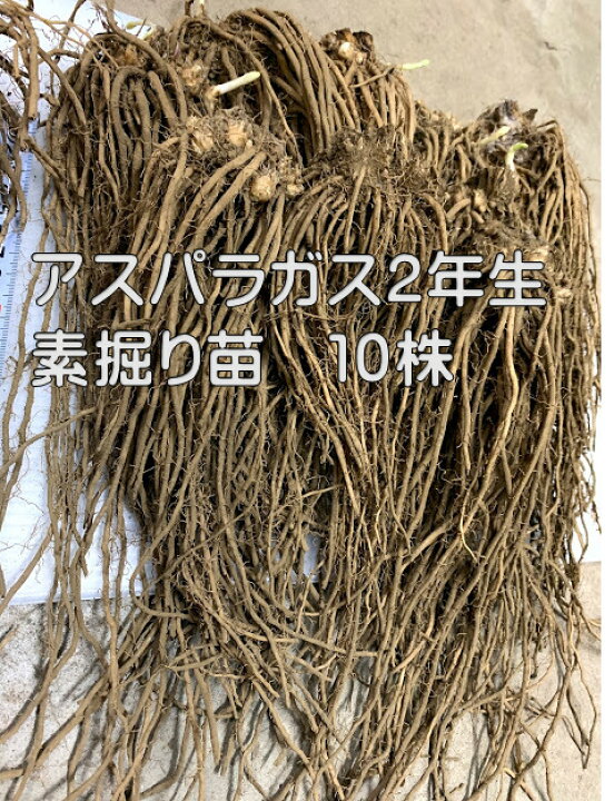 楽天市場 アスパラガス２年生苗 根株10株セット 春植え用 植え付けの翌年の春から収穫を目指す 一度植えれば10年間ほど収穫ができるといわれる多年生野菜 グリーンアスパラ 荒川種苗 楽天市場店