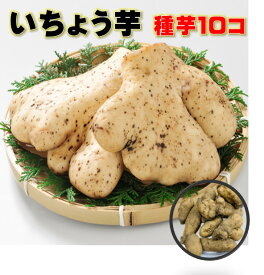3/中旬頃～発送 いちょう芋 種芋 10コ 別名：大和芋 ナガイモよりねばりは強い 4〜5月植え 10〜12月頃収穫 栽培用 山芋 とろろ芋