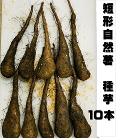 2/中旬頃～発送短形自然薯 種芋 10本入 収穫時の長さ40〜50センチ 短めで収穫がしやすい