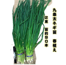 楽天市場 九条 ネギ 苗の通販