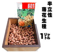 2月頃～発送 落花生 種 半立性種 1リットル 約550粒 露地直まきは5月初旬から 千葉県産 ピーナッツの種