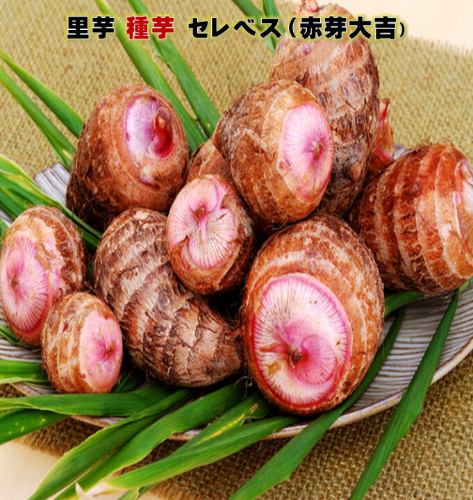 楽天市場 最終在庫 里芋 種芋 セレベス 赤芽大吉 1ｷﾛ 約タネイモ8 12コ サトイモ 4 末 5月植え 11月頃収穫 赤芽芋 荒川種苗 楽天市場店