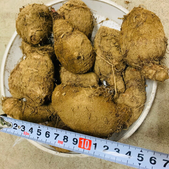 楽天市場 最終在庫 里芋 種芋 セレベス 赤芽大吉 1ｷﾛ 約タネイモ8 12コ サトイモ 4 末 5月植え 11月頃収穫 赤芽芋 荒川種苗 楽天市場店