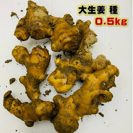 4/上頃～発送予定 大生姜 種 0.5キロ 植え付け約5〜8箇所分　種生姜 長崎県産　しょうが　苗　国産　　4/下〜5/下植え付け　10〜11月収穫　（葉生姜は7〜8月収穫）　日時指定不可