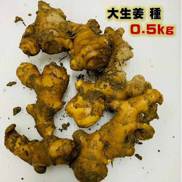 楽天市場】4/上頃～発送予定 大生姜 種 0.5キロ 植え付け約5〜8箇所 