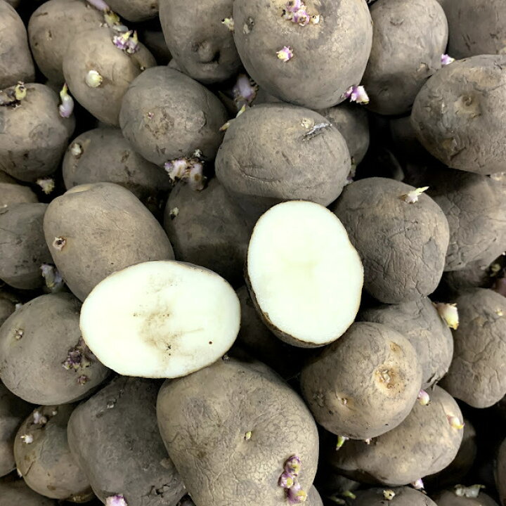 楽天市場 男爵 キタアカリ メークインの中から選ぶ 種芋 １キロ 7 12コ 北海道産種馬鈴薯 検査合格済 じゃがいも種芋 荒川種苗 楽天市場店