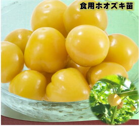 楽天市場 ホオズキ 苗の通販