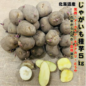 じゃがいも 種芋 5kg 男爵・メークイン・キタアカリ・とうやの中から1品種のみ選んでください。 M,Lサイズ　 北海道産 馬鈴薯種 検査合格済