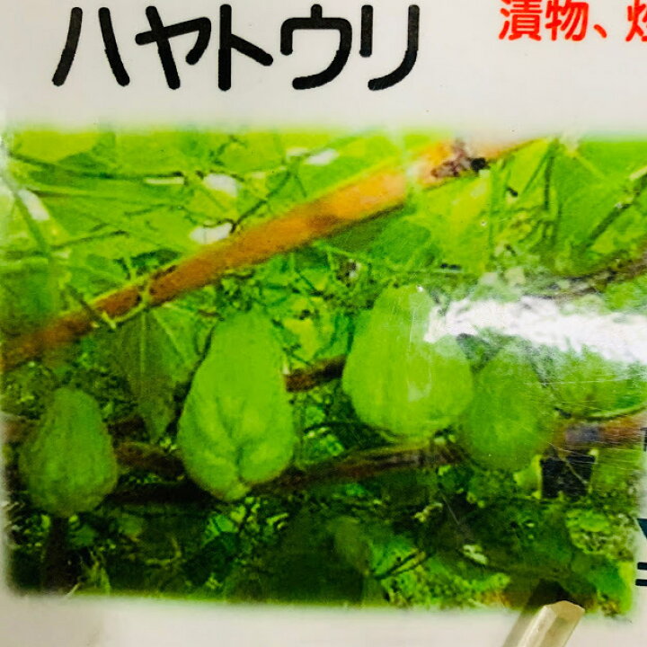 楽天市場 ハヤトウリ苗 白 １２ｾﾝﾁﾎﾟｯﾄ苗 隼人瓜 つる性植物 荒川種苗 楽天市場店