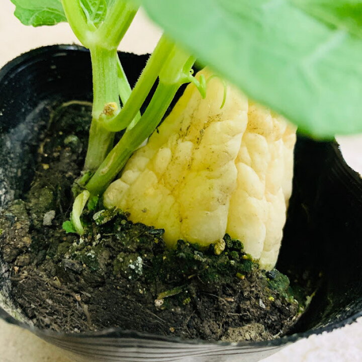 楽天市場 ハヤトウリ苗 白 １２ｾﾝﾁﾎﾟｯﾄ苗 隼人瓜 つる性植物 荒川種苗 楽天市場店