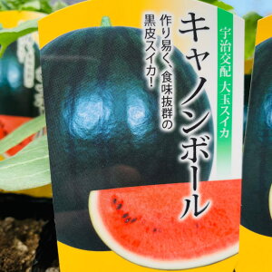 苗 スイカの人気商品 通販 価格比較 価格 Com 苗 スイカの人気商品 通販 価格比較 価格 Com