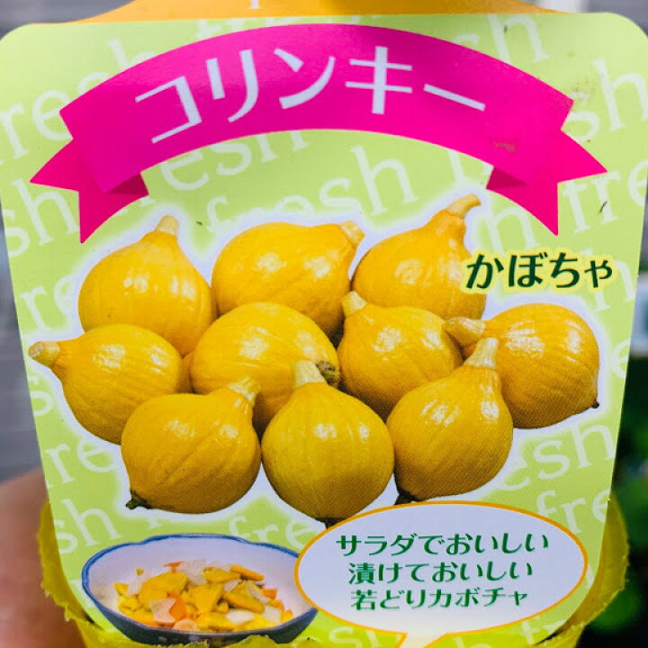 送料無料 サラダカボチャ ガーデニング カボチャ苗 かぼちゃの苗 8個セット 10 5cmポット自根苗 コリンキーの苗 家庭菜園 南瓜苗 野菜苗