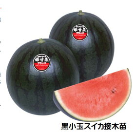 楽天市場 小玉 スイカ 品種の通販