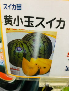苗 小玉スイカの人気商品 通販 価格比較 価格 Com