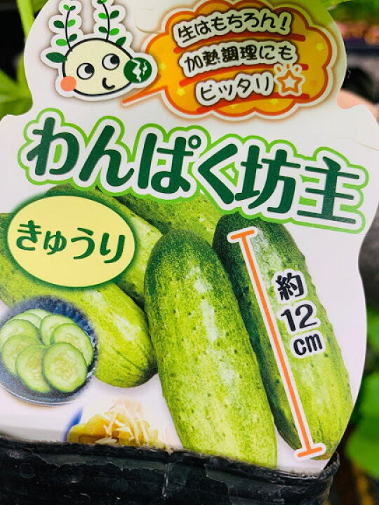 楽天市場 ミニきゅうり接木苗 品種名わんぱく坊主 9ｾﾝﾁﾎﾟｯﾄ 果長10センチほど 荒川種苗 楽天市場店