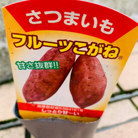 楽天市場 サツマイモ の 種の通販