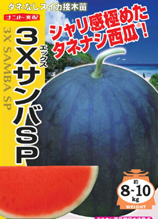 楽天市場 タネナシ大玉スイカの苗 作りやすい接木苗 1苗 品種は主に３xサンバ 9センチポット苗 開花後約45日後収穫 種ありスイカ と混植してください 種ありの花粉がないと結実しません 荒川種苗 楽天市場店