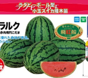 苗 スイカの人気商品 通販 価格比較 価格 Com 苗 スイカの人気商品 通販 価格比較 価格 Com