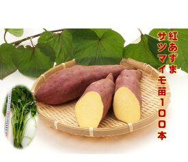 楽天市場 サツマイモ 種の通販