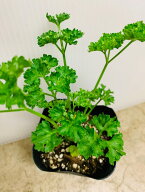 パセリ苗　9センチポット　7〜8枚に葉を残して順次収穫　鉢植栽培OK
