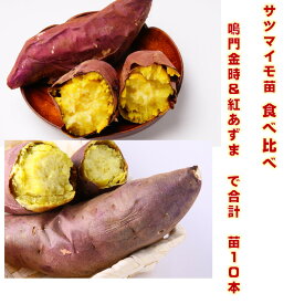 楽天市場 サツマイモ 種の通販