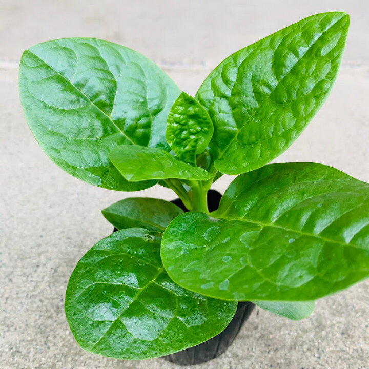 楽天市場 つるむらさき苗 暑さに強い葉物の夏野菜 6 10月収穫 緑茎種 育てやすい 荒川種苗 楽天市場店 楽天市場 つるむらさき苗 暑さに強い葉物の夏野菜 6 10月収穫 緑茎種 育てやすい 荒川種苗 楽天市場店